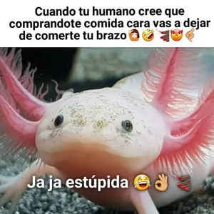 Meme Axolotl3