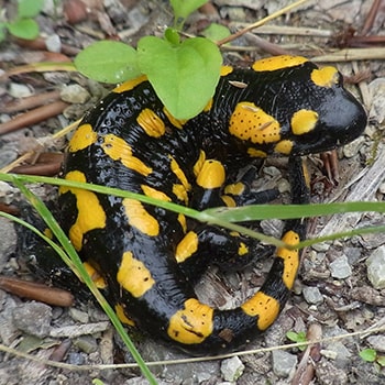 salamandra común mascota